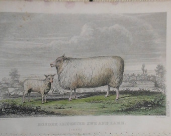 vintage    sheep    engraving of ewe and lamb Leicester ca 1861