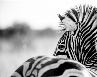 Zebra Fine Art Photography - Wildlife Art - Modern Wall Art - Black and White Photo - Monochrome Wild Animal - Zebra Room Decor