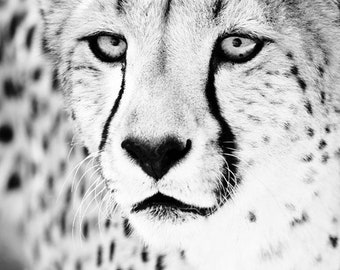 Cheetah Monochrome Art Photo - Black and White Wall Art - Fine Art Animal Photography Home Decor