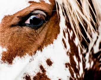 Wild Horse Fine Art Photography - Horse Wall Decor - North Dakota Wildlife Decor - Badlands Photo Print