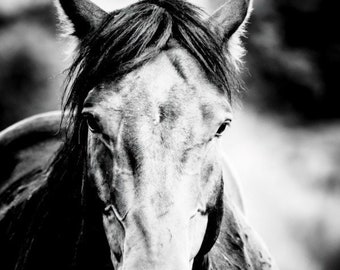 Wild Horse Modern Wall Art - Stallion Black and White Fine Art Photography - Equine Large Statement Art for Contemporary Home Decor