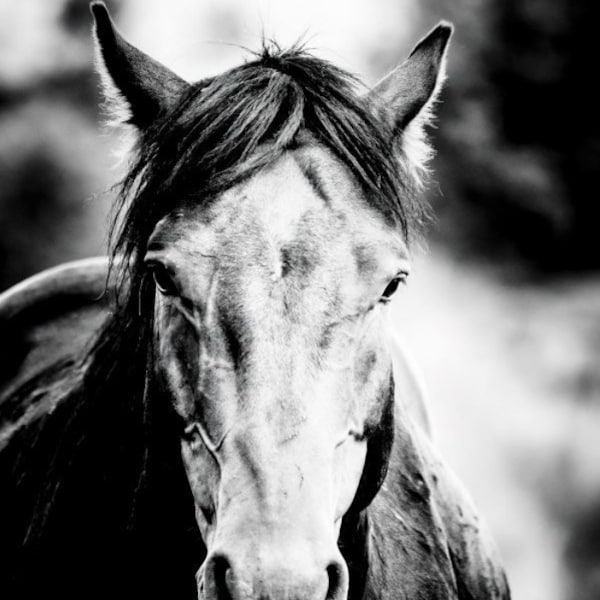 Wild Horse Modern Wall Art - Stallion Black and White Fine Art Photography - Equine Large Statement Art for Contemporary Home Decor