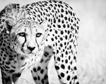 Cheetah Home Decor - Modern Fine Art Animal Photography - Monochrome Black and White Wall Art
