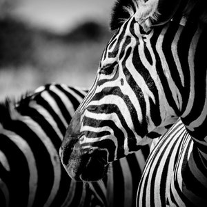 Animal Photography and Wildlife Decor, Zebra Modern Black and White Fine Art Photography image 1