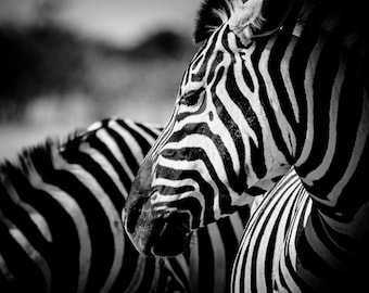 Animal Photography and Wildlife Decor, Zebra Modern Black and White Fine Art Photography