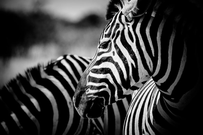 Animal Photography and Wildlife Decor, Zebra Modern Black and White Fine Art Photography image 1