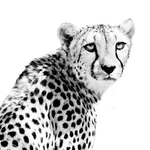 Cheetah Wildlife Art Modern Home Wall Decor Black and White Fine Art Animal Photography image 1