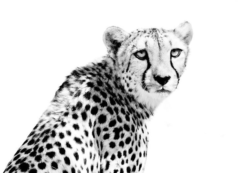 Cheetah Wildlife Art Modern Home Wall Decor Black and White Fine Art Animal Photography image 1