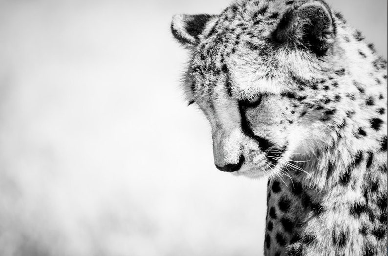 Cheetah Wildlife Decor Black and White Wall Art Fine Art Monochrome Animal Photography Home Decor image 1