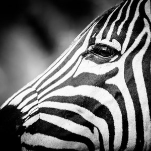 Zebra Fine Art Photography Wildlife Art Modern Wall Art Black and White Photo Monochrome Wild Animal image 1