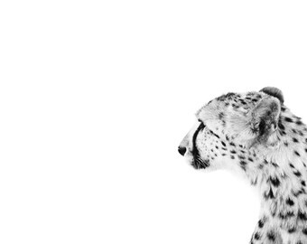 Cheetah Modern Wall Decor - Wildlife Fine Art Photography - Animal Black and White Monochrome Print