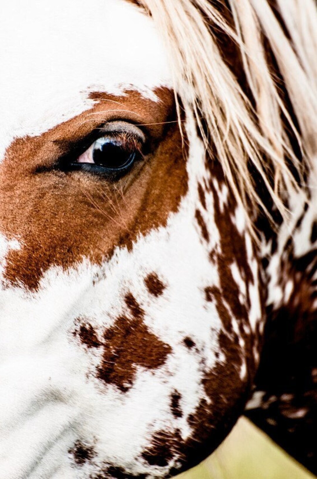 wild-horse-fine-art-photography-horse-wall-decor-north-dakota-wildlife