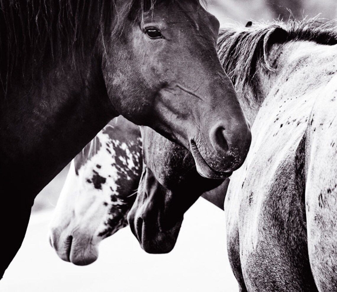 Wild Horse Photography Horse Art Monochrome Artwork Etsy