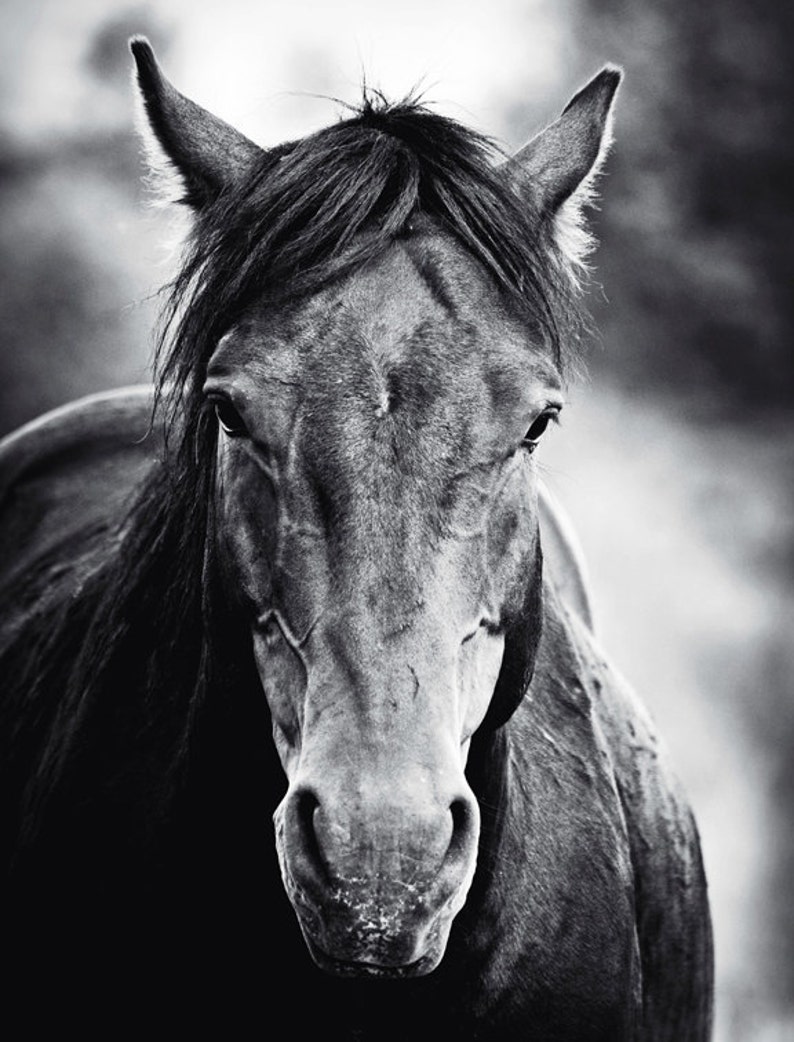 Wild Horse Modern Wall Art Black Stallion Black and White | Etsy