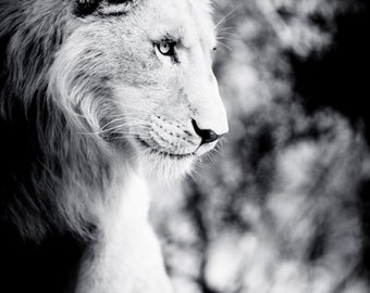 Lion Fine Art - Monochrome Animal Photography - Black and White Wildlife Home Decor - Wall Art Contemporary Photography