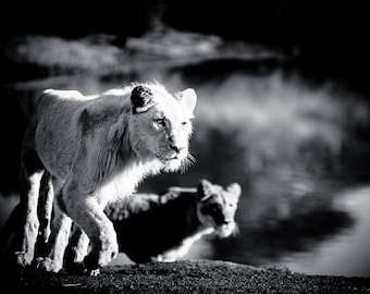 Wildlife Photography - Lion Wall Art - Black and White Monochrome Fine Art Photography - Animal Photo