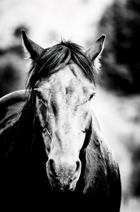 Wild Horse Modern Wall Art Black Stallion Black and White Etsy