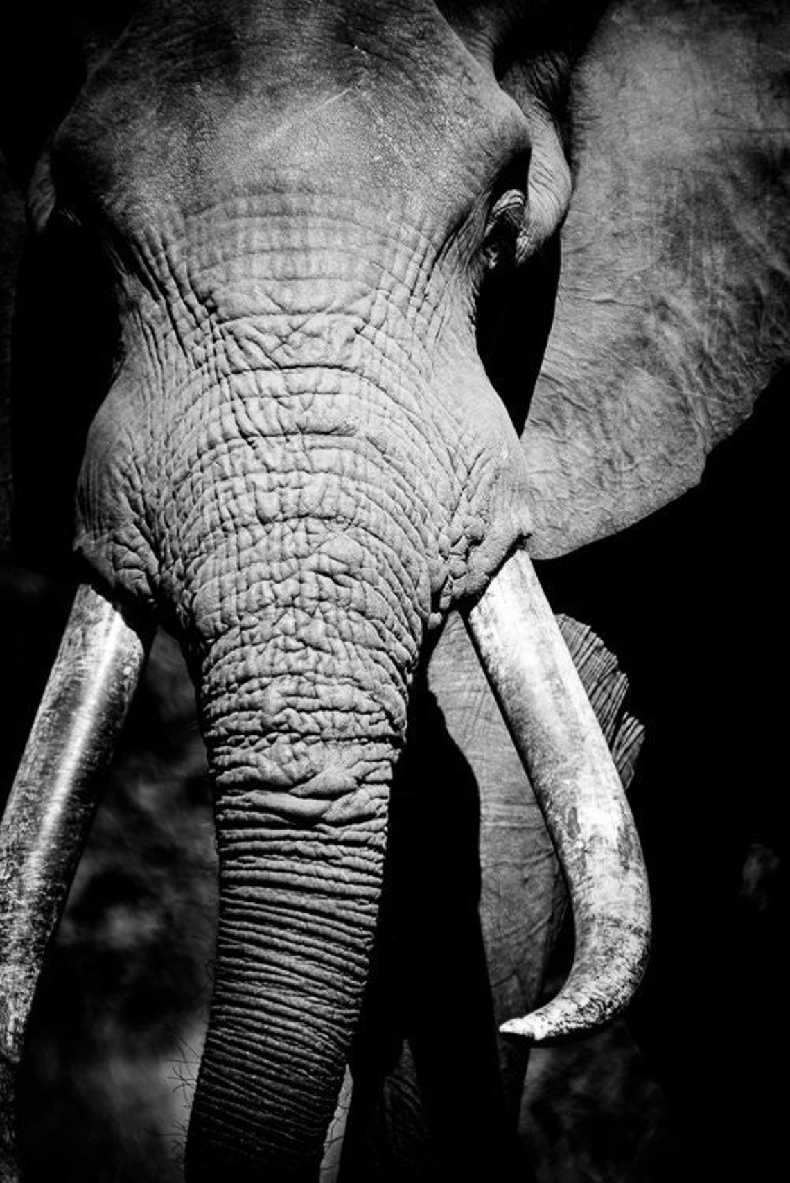 Elephant Fine Art Monochrome Animal Photography Black and Etsy