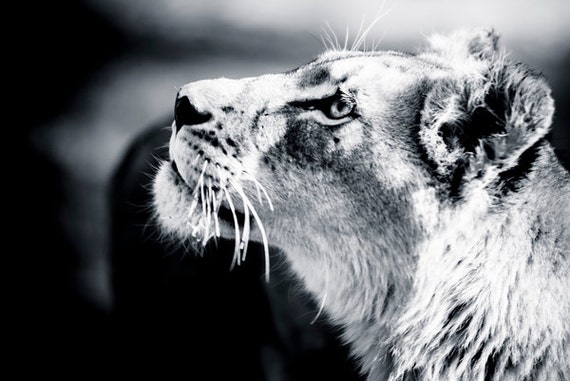 Lioness Fine Art Photography Wildlife Wall Art Etsy