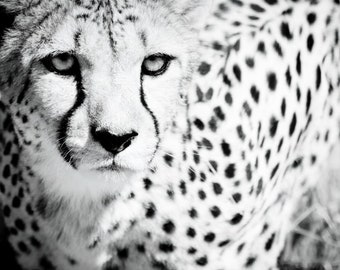 Wildlife Photography - Cheetah Wall Art - Black and White Monochrome Fine Art Photography - Animal Photo