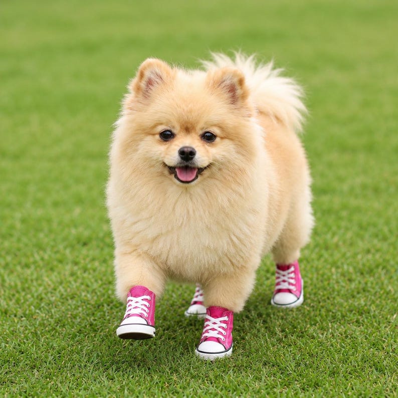Pu&ograve; includere: Un soffice cane di razza Pomerania dal pelo color crema chiaro, in piedi sull'erba, che indossa quattro scarpe da ginnastica in tela rosa acceso con punte in gomma bianca, suole bianche e lacci bianchi. Il cane ha un piccolo naso nero.