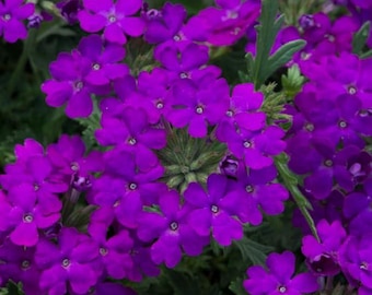 Purple Verbena, Trailing Flower Butterfly Pollinator Nectar Live Plant