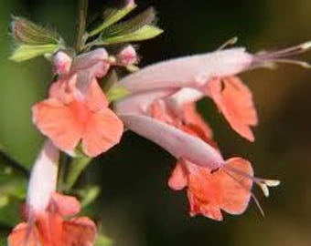 Hummingbird Coral Salvia Sage Butterfly Nectar Live Plant