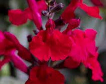 Salvia greggii Tanami Red Pollinator Attracting Flowers, Container Garden Plant