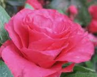 Rare Hot Pink Rosebud Azalea, Butterfly Nectar, Cottage Garden, Live plant