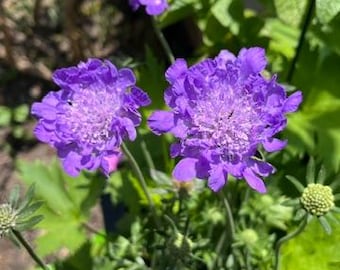 Rare Variety Scabiosa Giga Deep Ocean Blue Live Plant
