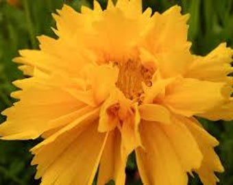 Coreopsis grandiflora Tickseed Early Sunrise Butterfly Nectar Plant