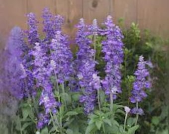 Mealycup Sage Salvia Butterfly Nectar Live Plant