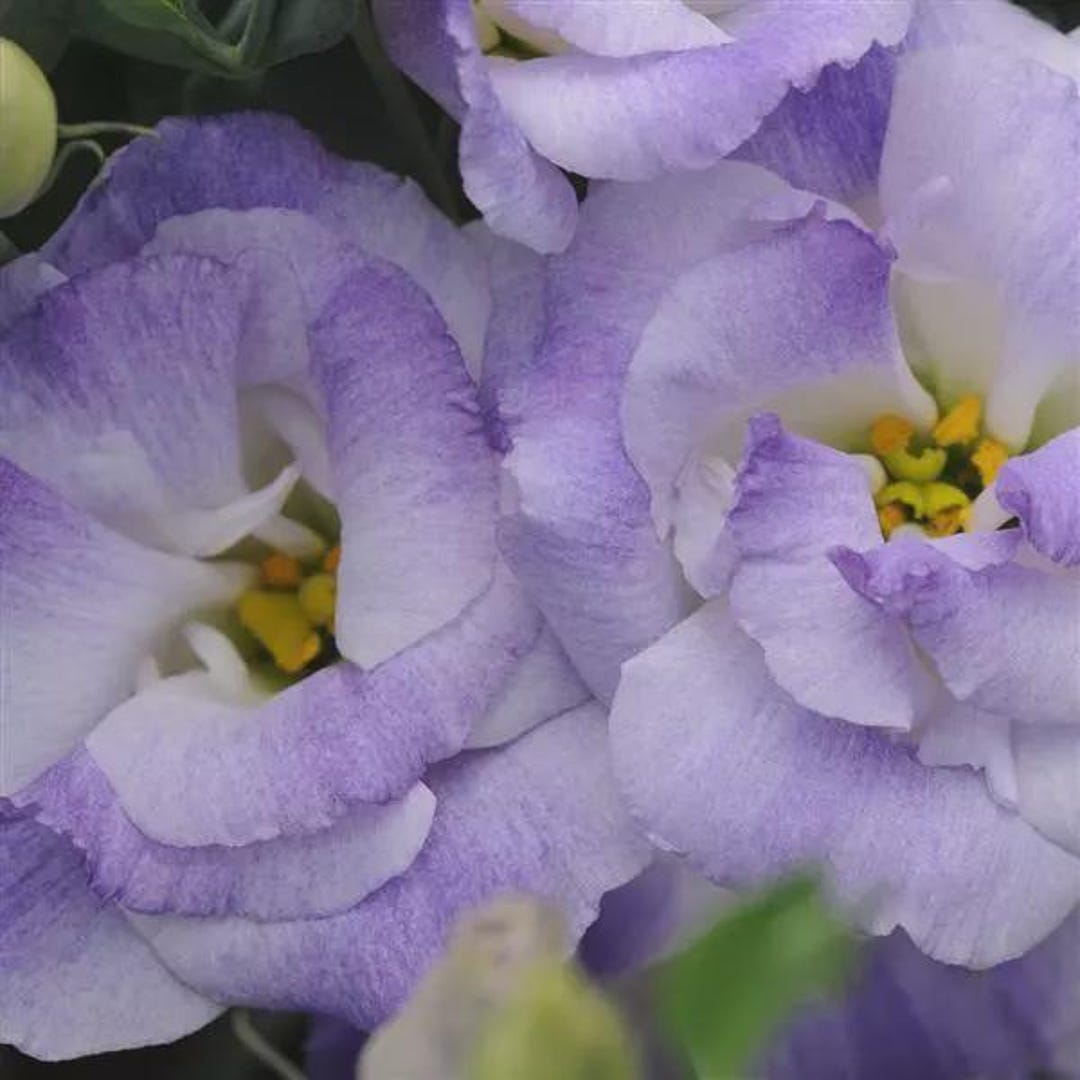 Eustoma Blue Lisianthus Double Blue Flash Eustoma Grandiflorum Butterfly Nectar Live ...
