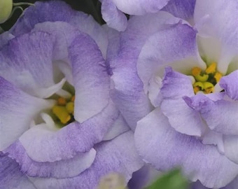 Lisianthus Double Blue Flash Eustoma grandiflorum Butterfly Nectar Live Plant