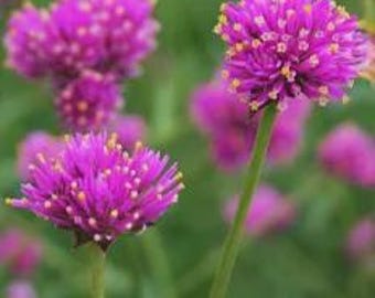 Gomphrena 'Fireworks' Globe Amaranth, Butterfly Nectar, Butterfly Magnet, Live Plant