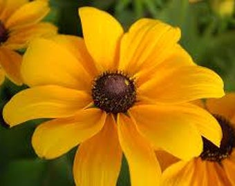 Toto Gold Gloriosa Daisy, Rudbeckia hirta, Butterfly Host/Nectar Plant, Live Plant