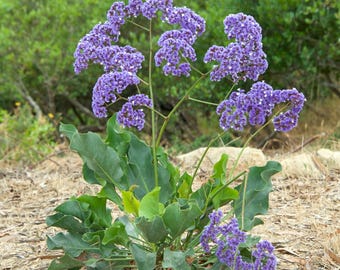 Statice 'Blue Seas' Limonium perezii, Butterfly Nectar, Butterfly Magnet, Live Plant