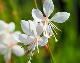Gaura Steffi White, Pollinator Attracting Flowers, Container Garden Plant, Dancing Butterflies, Live Plant