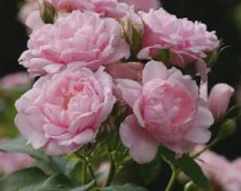 Rare Pink Rosebud Azalea, Butterfly Nectar, Cottage Garden, Live plant