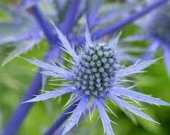 Blue Hobbit Sea Holly Eryngium, Butterfly Magnet, Butterfly Nectar, Live Plant