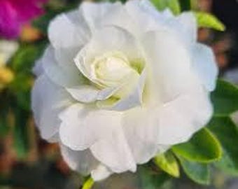 Rare White Rosebud Azalea, Butterfly Nectar, Cottage Garden, Live plant