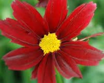 Coreopsis Lil Bang Red Elf Butterfly Nectar Plant