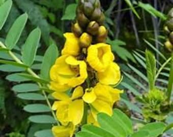 Popcorn Cassia, Senna didymobotrya, butterfly nectar and host plant