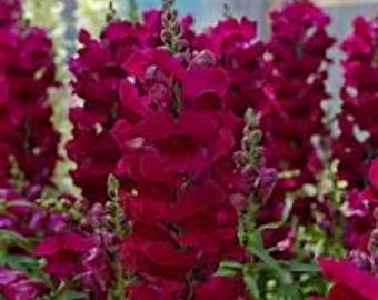 Snapdragon Sonnet Burgundy Live Plant