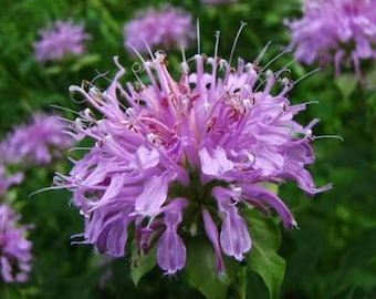 Wild Bergamot Bee Balm Monarda fistulosa Pollinator favorite, Butterfly Garden Live Plant