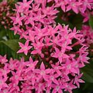 Lucky Star Deep Pink  Pentas Pollinator Nectar Butterfly Favorite Live Plant