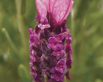 Spanish Lavender stoechas Bandera Deep Rose, Butterfly Magnet, Live Plant