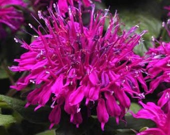 Balmy Purple Bee Balm Monarda didyma Pollinator favorite, Butterfly garden Live Plant