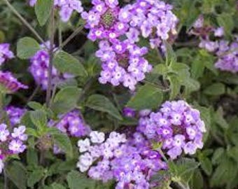 Lavender Trailing Lantana, Butterfly Magnet, Butterfly Nectar, Live Blooming Plant
