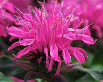 Balmy Rose Bee Balm Monarda didyma Pollinator favorite, Butterfly Garden Live Plant